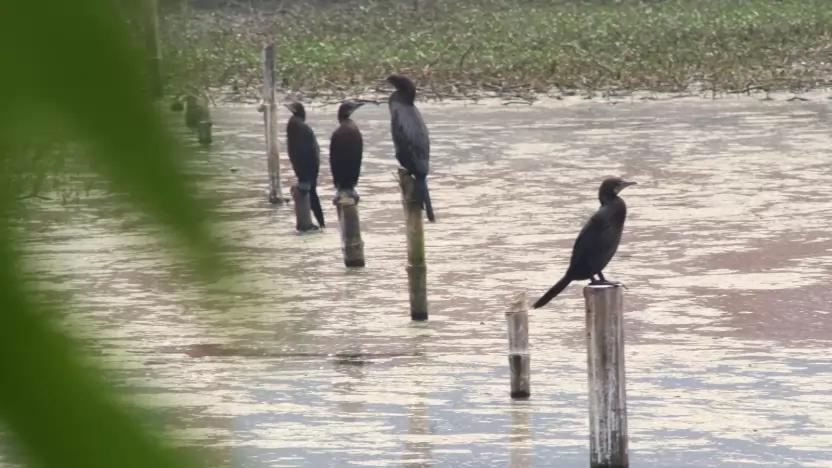 জীবনধারা